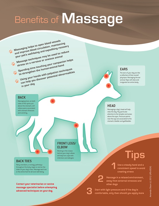 Canine Massage Therapy - Del Mar Veterinary Hospital | Del Mar Veterinary  Hospital